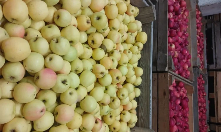 Продам яблука з холодильника АЙДАРЕД, ГОЛДЕН - фото № 9