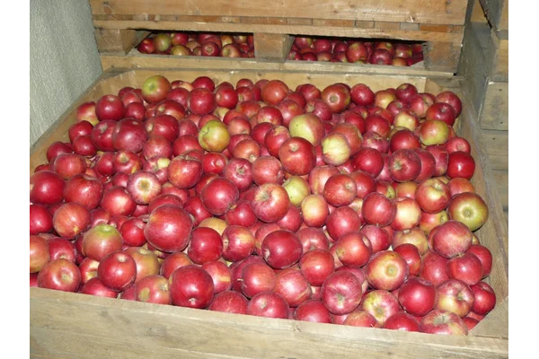 Купимо яблука на промпереробку - фото № 1