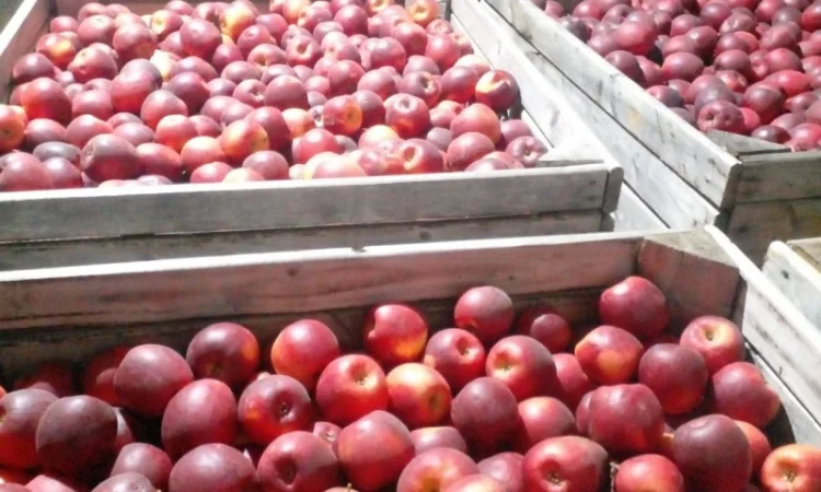 Продаємо яблука відмінної якості - фото № 1