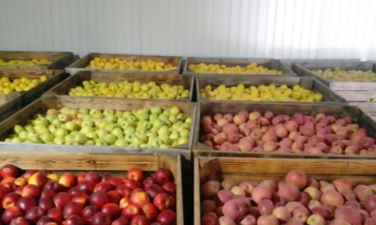 Продаємо яблука відмінної якості - фото № 2