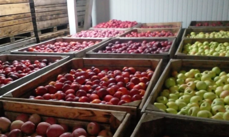 Продаємо яблука відмінної якості - фото № 3