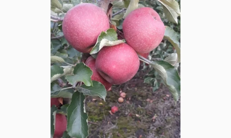 Продам Декоста - фото № 1