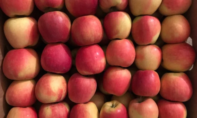 Продам яблука сорту Чемпіон - фото № 1