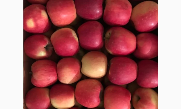 Продам яблука сорту Чемпіон - фото № 3