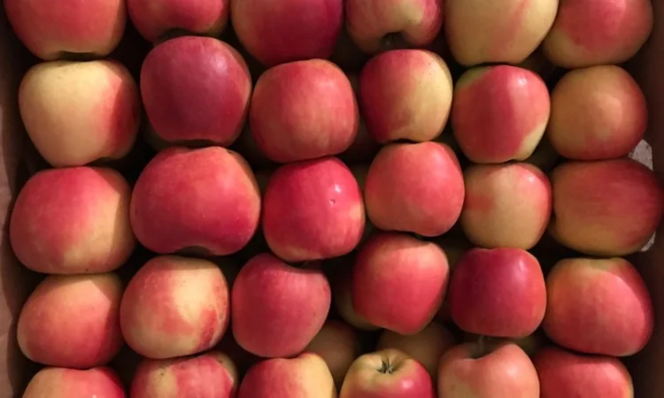 Продам яблука сорту Чемпіон - фото № 4