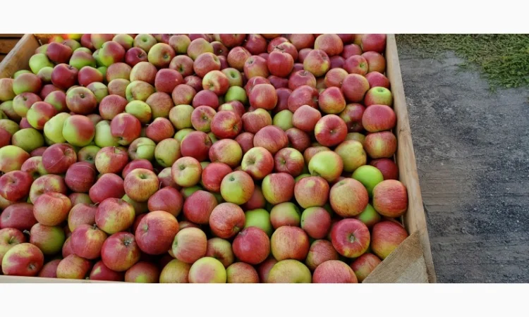 Яблуко на переробку - фото № 1