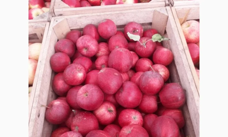 Продам яблука оптом - фото № 1