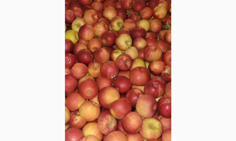 Пропонуються яблука оптом різного калібру - фото № 3