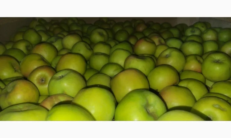 Пропонуються яблука оптом різного калібру - фото № 4