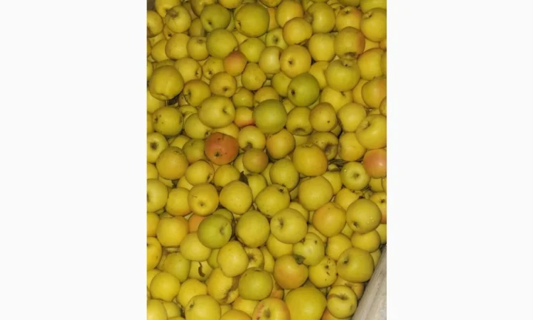 Пропонуються яблука оптом різного калібру - фото № 5