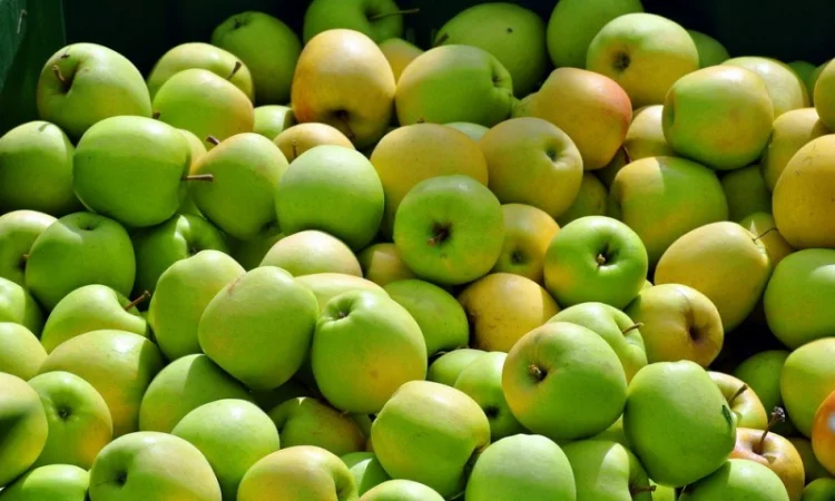 Купимо для переробки яблука - фото № 1