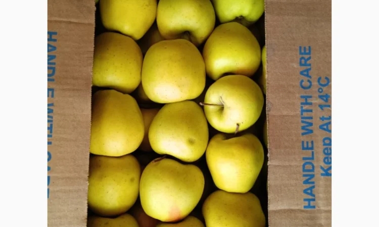 Продам Яблоко Голден - фото № 1