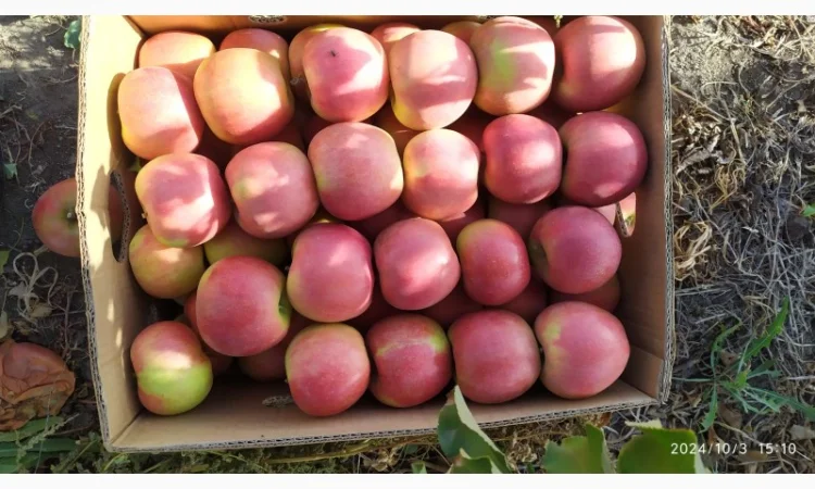 Продам Яблоко Голден - фото № 2