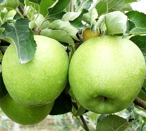 Продам яблоки урожай 2022 года сорта Голден, Грени Смит, Симиренко Фуджи - фото № 1