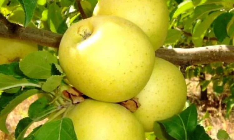 Продам Яблоко урожай 2020 год сорта :Голден Делишес, Ренет Симиренко Айдаред, Чемпион - фото № 1