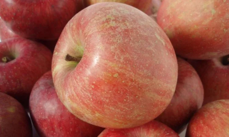 Продам Яблоки урожая 2021 года Сорт Симиренко, Голден Делишес, Фуджи, Грени Смит - фото № 1