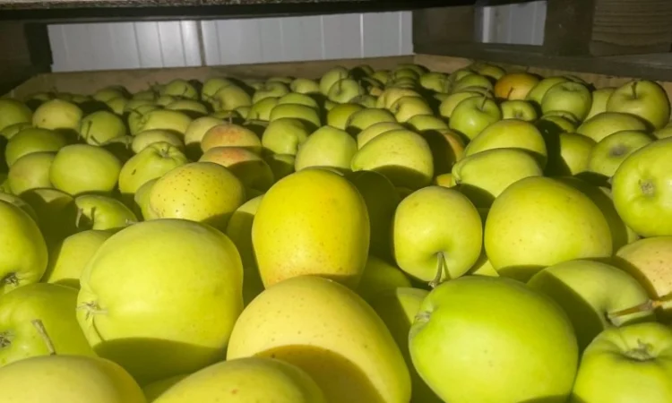 Продам яблука Аріва Пінова - фото № 1