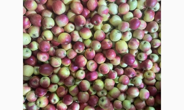 Продам яблука Аріва Пінова - фото № 2