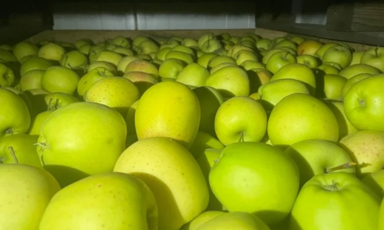 Продам яблука Аріва Пінова - фото № 3