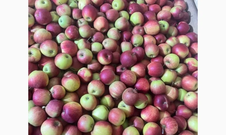 Продам яблука Аріва Пінова - фото № 4