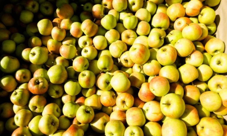 Купимо яблука переробка - фото № 1