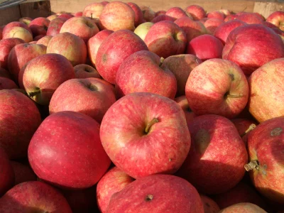 Купимо яблука для промпереробки - фото № 1