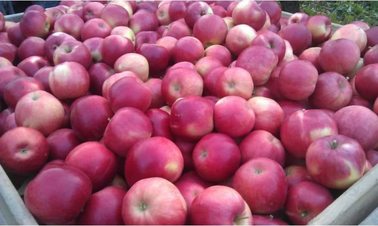 Купимо яблука на переробку - фото № 1