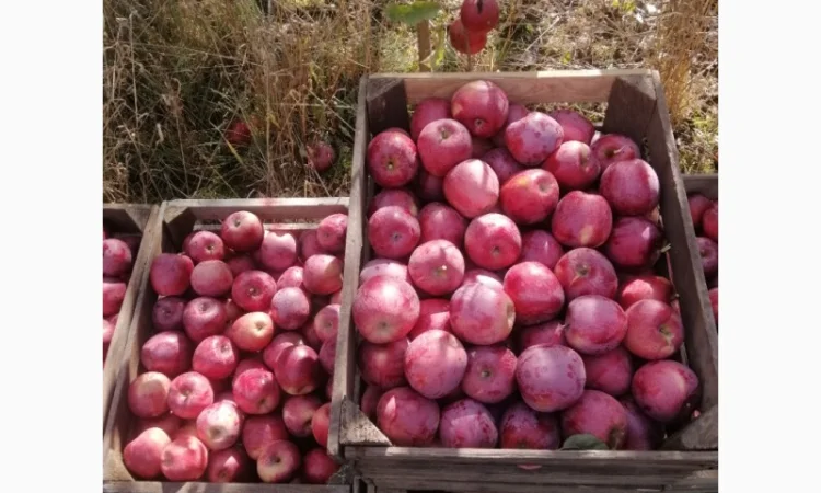 Продам яблука сорту Флоріна та айдарет - фото № 1