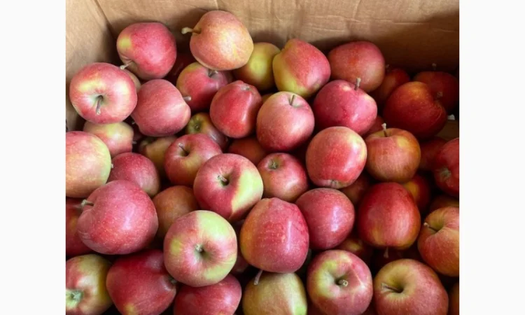 Помощь в поиске и заготовке яблок - фото № 1