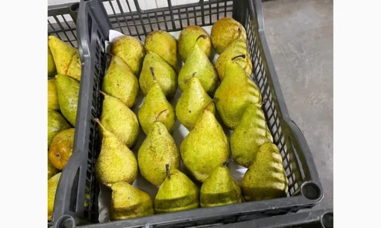 Помощь в поиске и заготовке яблок - фото № 2