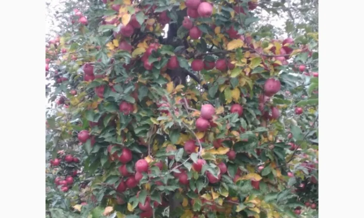 Продам яблука з власного саду - фото № 1