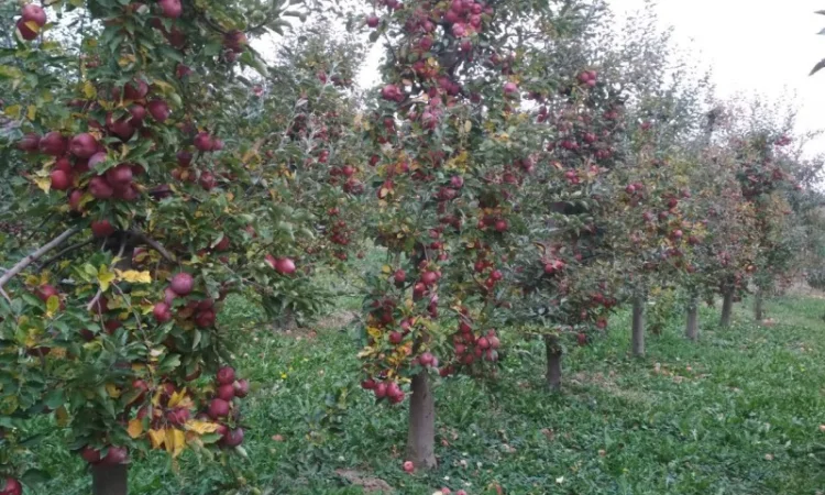 Продам яблука з власного саду - фото № 2