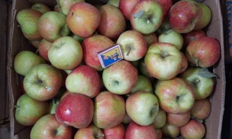 Продам яблука з власного саду - фото № 3