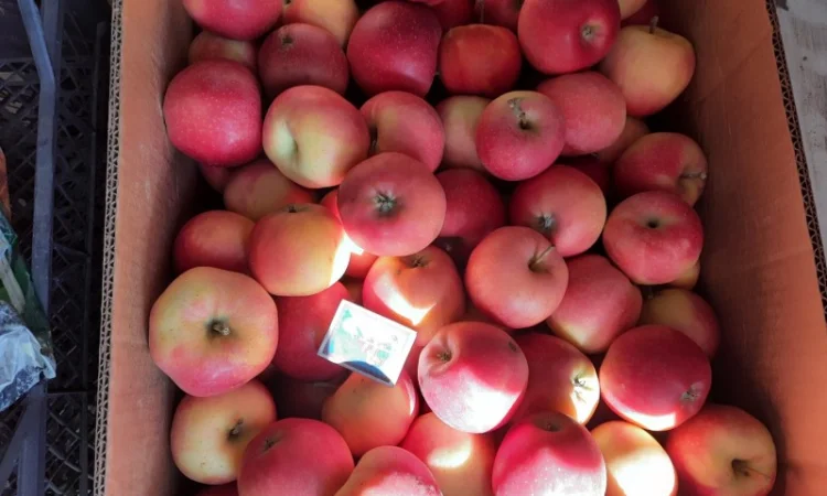 Продам яблука з власного саду - фото № 5