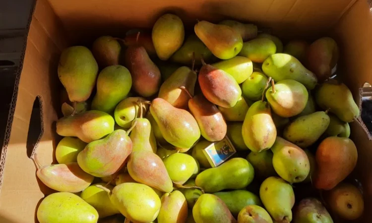 Продам яблука з власного саду - фото № 5