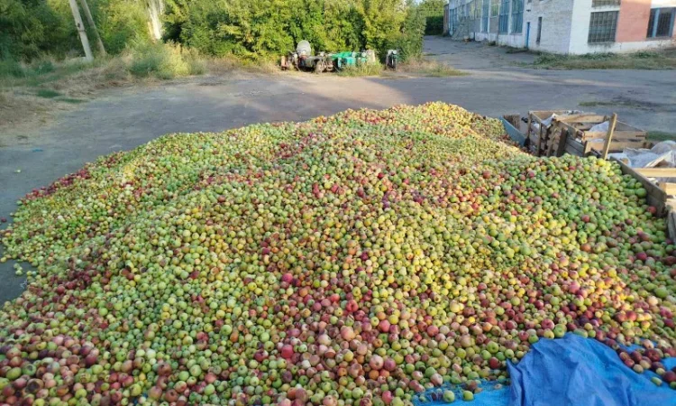 Купуємо яблука на переробку по Україні - фото № 1