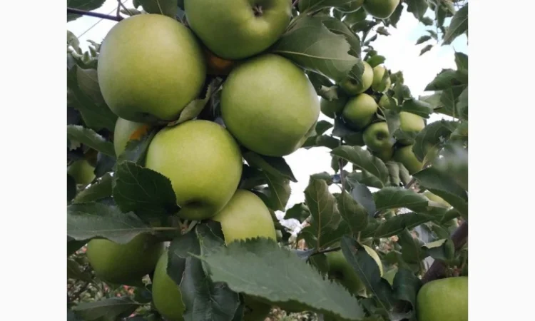 Куплю Яблука (бюджет) - фото № 1