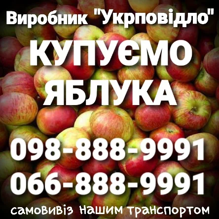 Купуємо яблука (куплю яблоки) на переробку (пюре, сік, повідло, сок) оптом, Днепр, Харьков - фото № 1