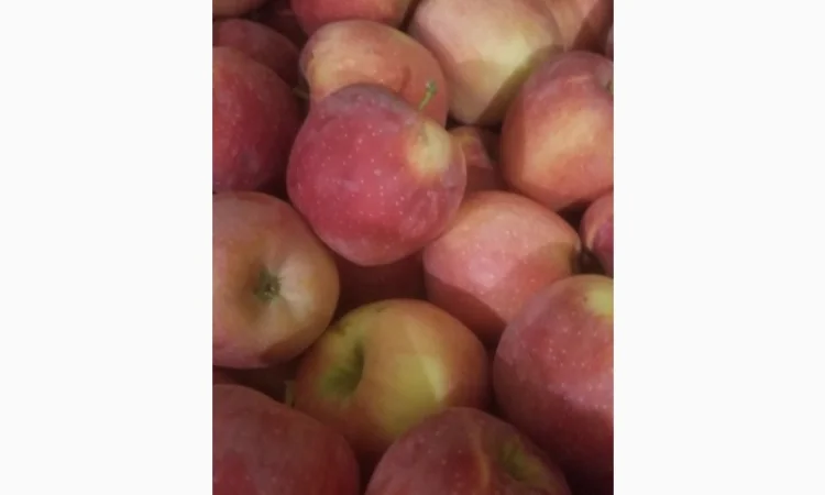 Продам яблука різних сортів: Пінова, Симеренка, Лігольт, Декоста, Фудж - фото № 1