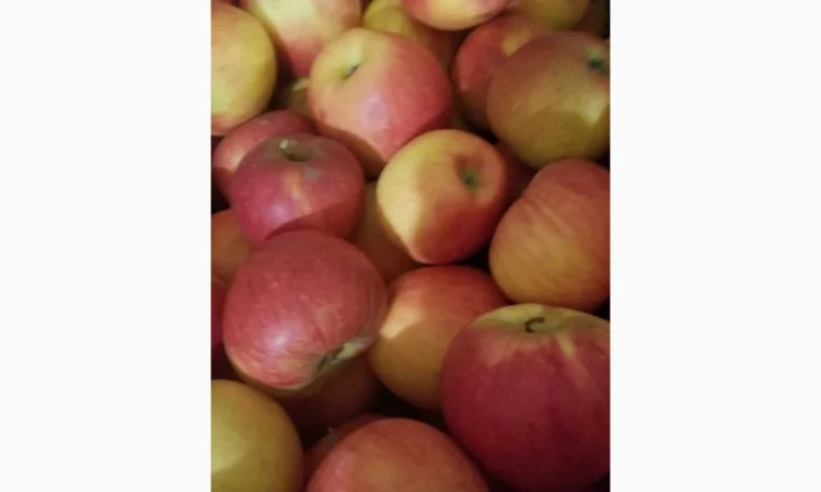 Продаються яблука різних сортів: Голден - фото № 17