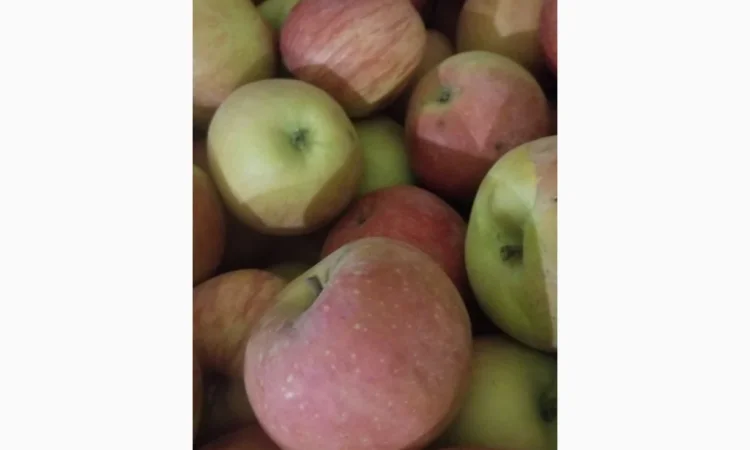 Продаються яблука різних сортів: Голден - фото № 16