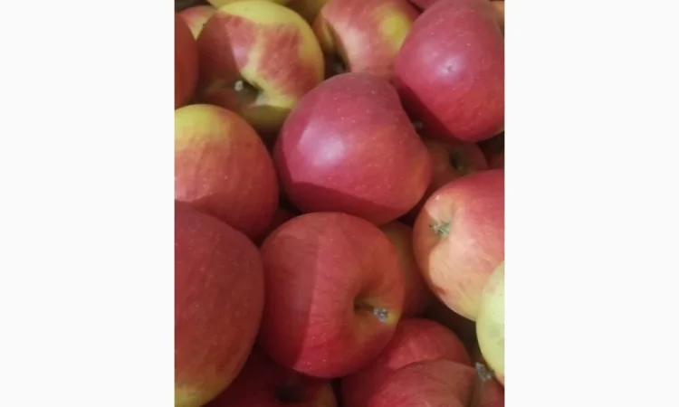 Продаються яблука різних сортів: Голден - фото № 15