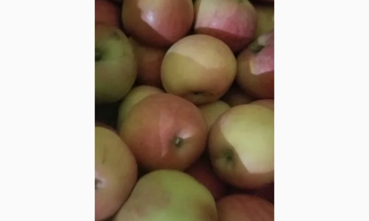 Продаються яблука різних сортів: Голден - фото № 14