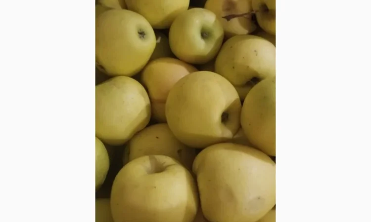 Продаються яблука різних сортів: Голден - фото № 12