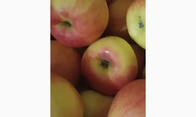 Продаються яблука різних сортів: Голден - фото № 2