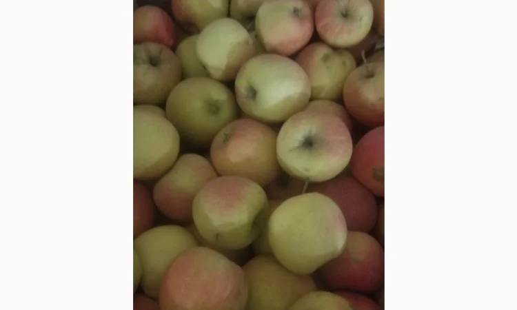 Продам яблука різних сортів: Пінова, Симеренка, Лігольт, Декоста, Фудж - фото № 2