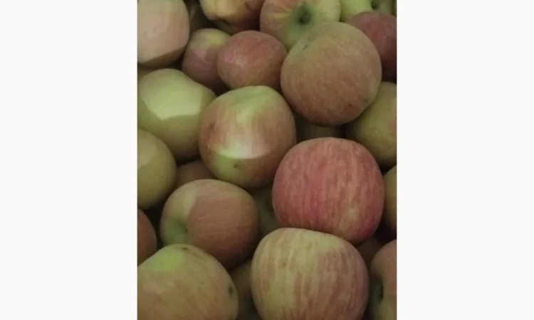 Продаються яблука різних сортів: Голден - фото № 11