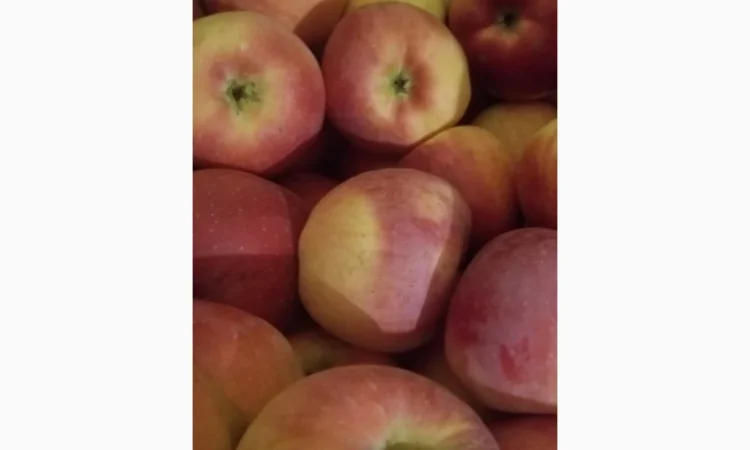 Продаються яблука різних сортів: Голден - фото № 10