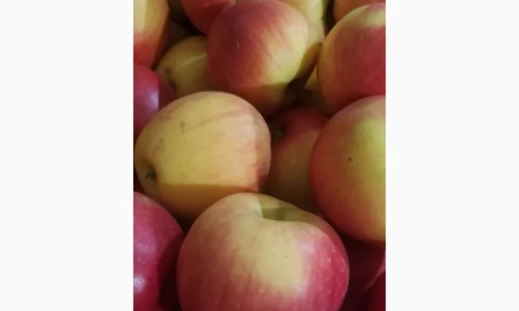 Продаються яблука різних сортів: Голден - фото № 9