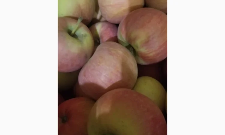 Продаються яблука різних сортів: Голден - фото № 5